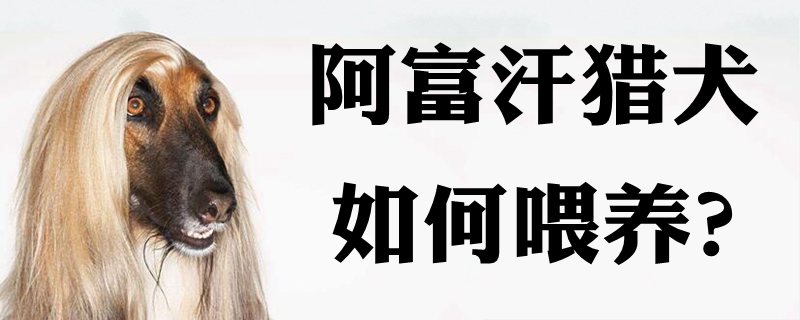 阿富汗獵犬如何喂養(yǎng)