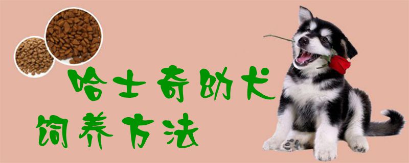哈士奇幼犬飼養(yǎng)方法1