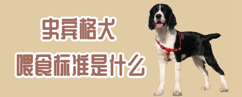 史賓格犬喂食標(biāo)準(zhǔn)是什么