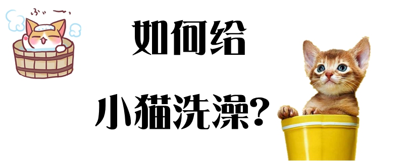 如何給小貓洗澡