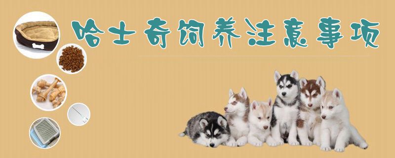 哈士奇飼養(yǎng)注意事項1