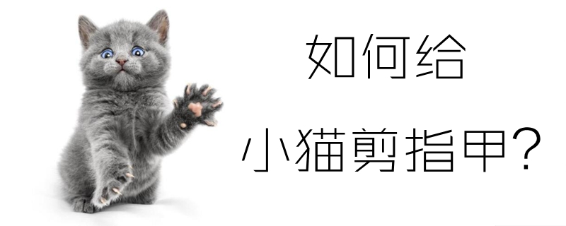 如何給小貓剪指甲