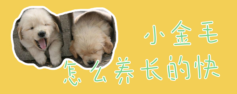 小金毛怎么養(yǎng)長(zhǎng)的快