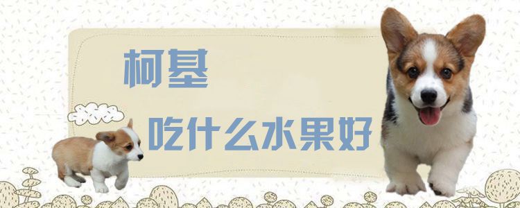 柯基吃什么水果好1