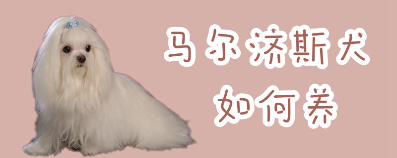 馬爾濟(jì)斯犬如何養(yǎng)
