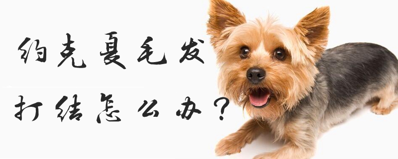 約克夏毛發(fā)打結(jié)怎么辦