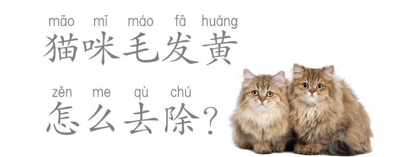 貓咪毛發(fā)黃怎么去除