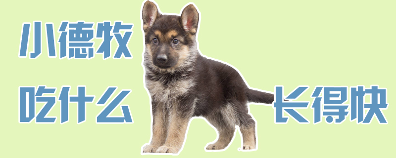 小德牧吃什么長得快