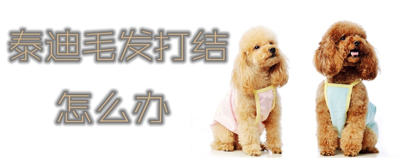 泰迪毛發(fā)打結怎么辦