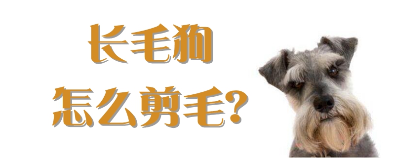 長毛狗怎么剪毛