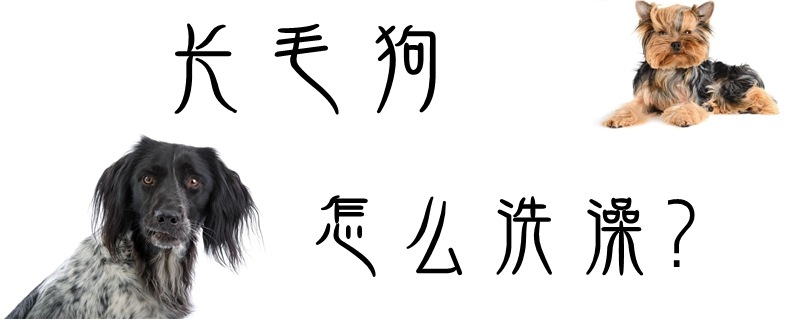 長(zhǎng)毛狗怎么洗澡