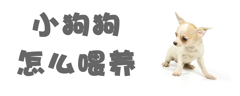 小狗狗怎么喂養(yǎng)