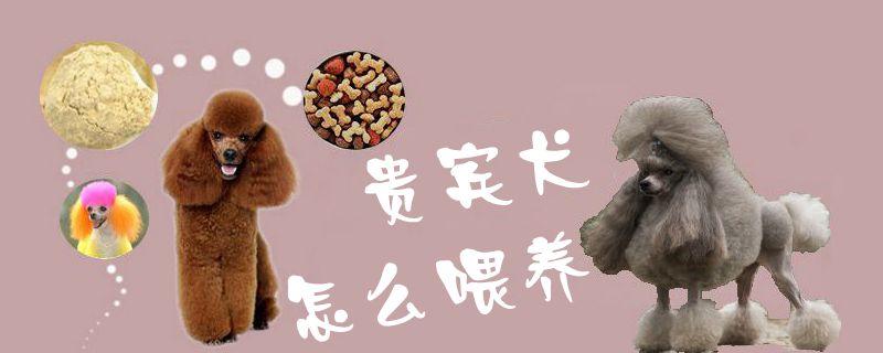 貴賓犬怎么喂養(yǎng)1