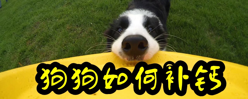 狗狗如何補(bǔ)鈣