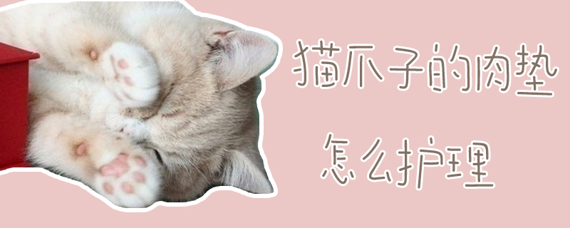 貓爪子的肉墊怎么護理
