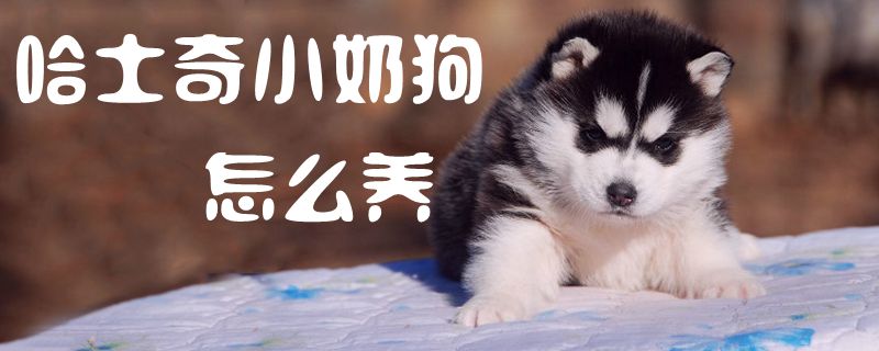 哈士奇小奶狗怎么養(yǎng)1