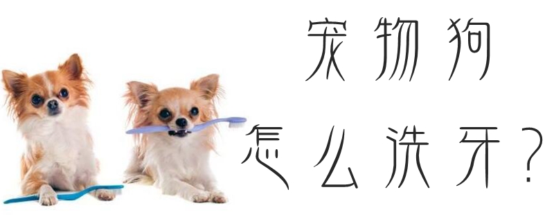 寵物狗怎么洗牙