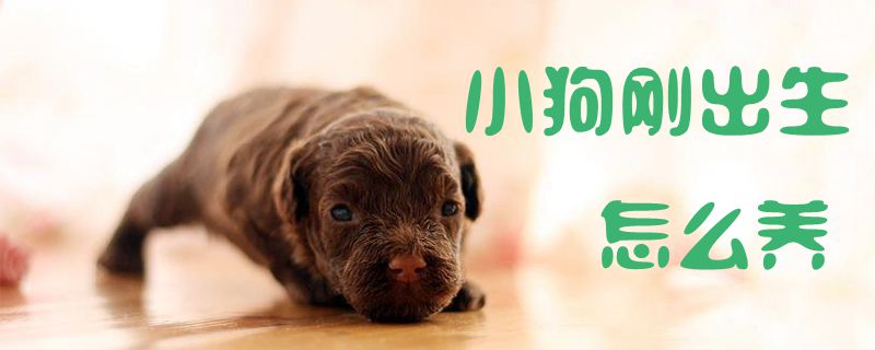 小狗剛出生怎么養(yǎng)1