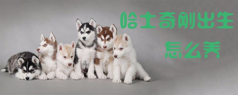 哈士奇剛出生怎么養(yǎng)1