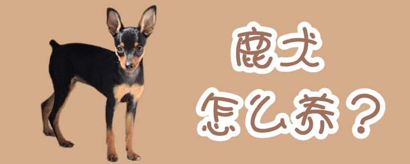 鹿犬怎么養(yǎng)