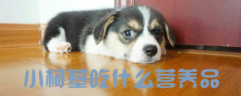 小柯基吃什么營(yíng)養(yǎng)品1