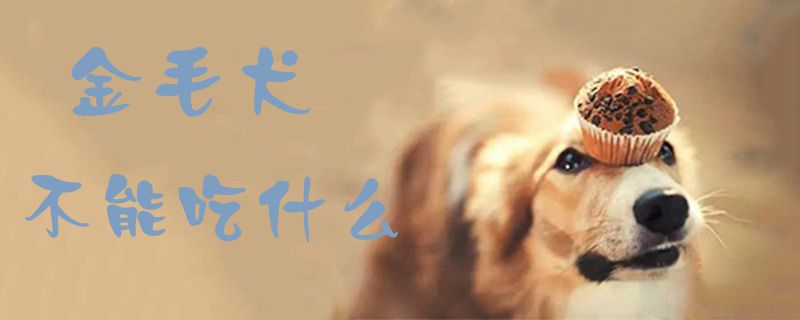 金毛犬不能吃什么1