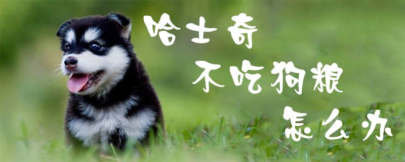 哈士奇不吃狗糧怎么辦1