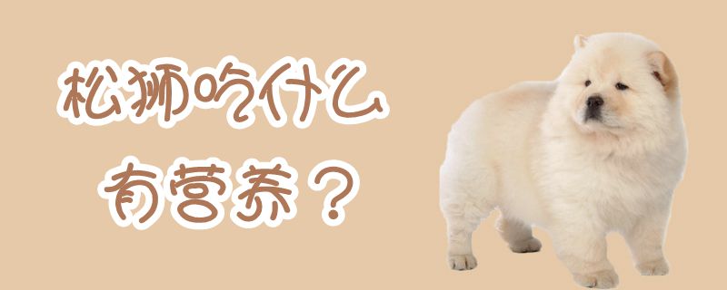 松獅吃什么有營養(yǎng)