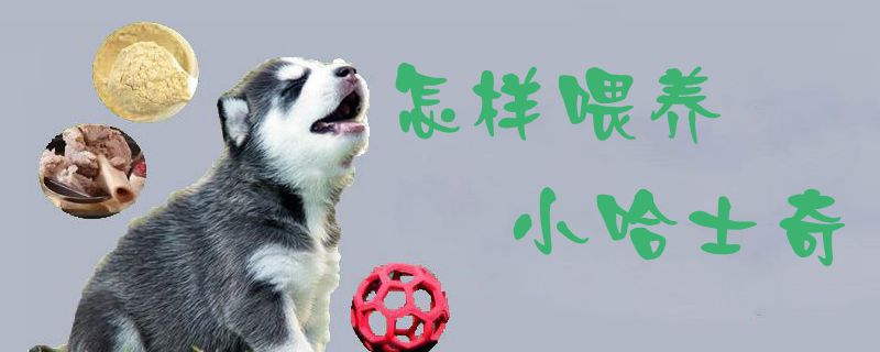 怎樣喂養(yǎng)小哈士奇1
