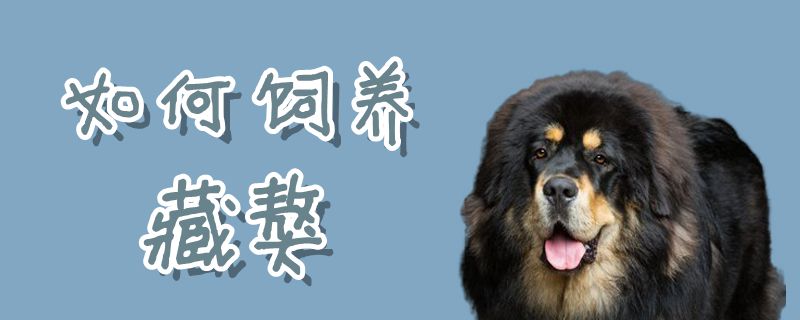 如何飼養(yǎng)藏獒