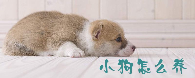 小狗怎么養(yǎng)1