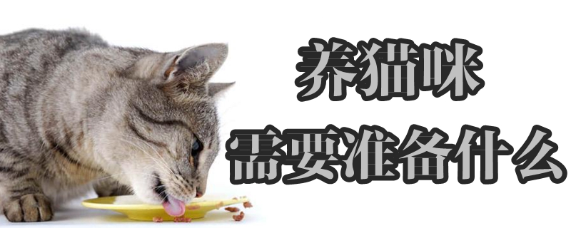 養(yǎng)貓咪需要準備什么