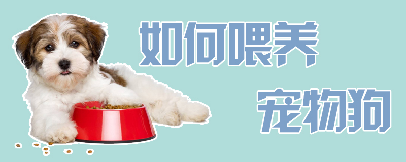 如何喂養(yǎng)寵物狗