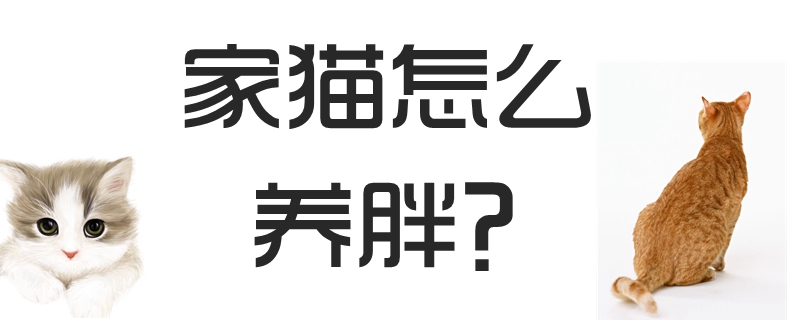家貓?jiān)趺答B(yǎng)胖