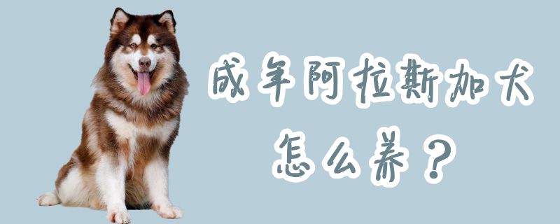 成年阿拉斯加犬怎么養(yǎng)
