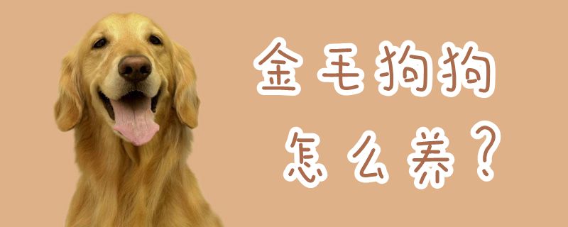 金毛狗狗怎么養(yǎng)