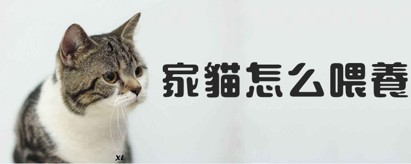 家貓?jiān)趺次桂B(yǎng)