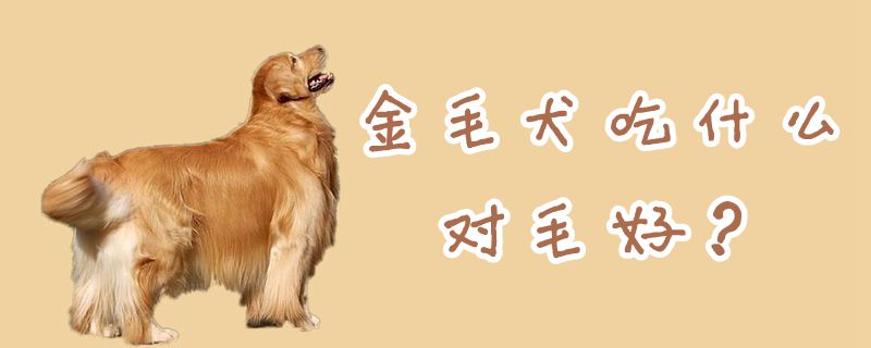 金毛犬吃什么對(duì)毛好