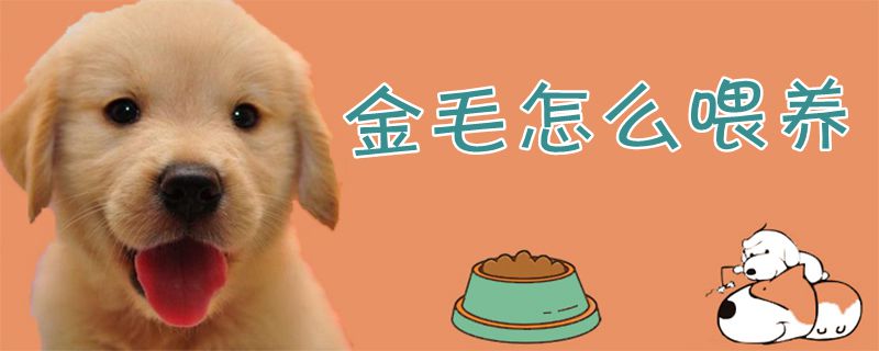 金毛怎么喂養(yǎng)1