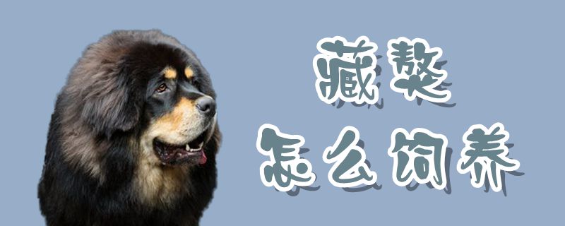 藏獒怎么飼養(yǎng)