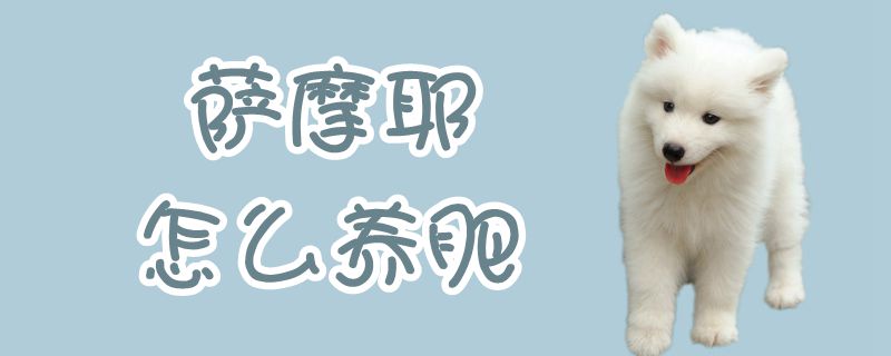 薩摩耶怎么養(yǎng)肥
