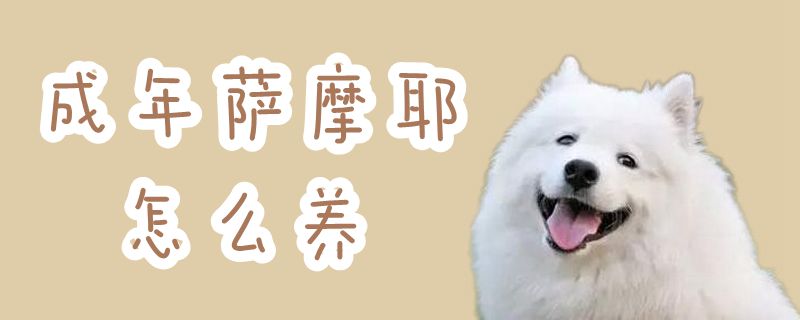 成年薩摩耶怎么養(yǎng)