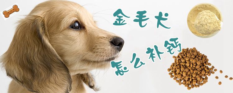 金毛犬怎么補鈣1