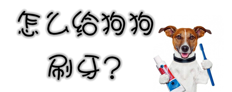 怎么給狗狗刷牙