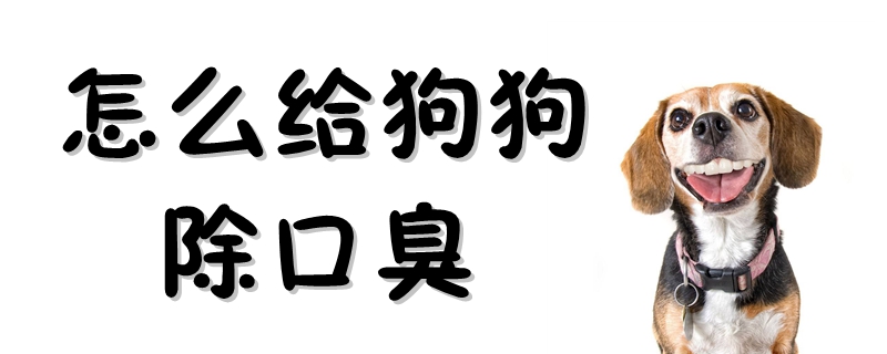 怎么給狗狗除口臭