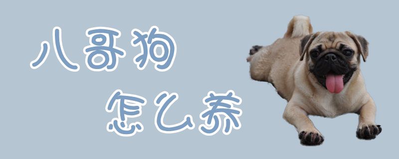 八哥狗怎么養(yǎng)