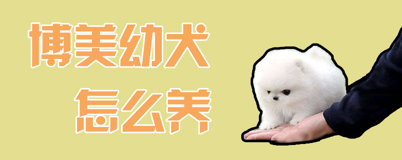 博美幼犬怎么養(yǎng)