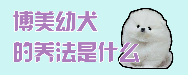 博美幼犬的養(yǎng)法是什么
