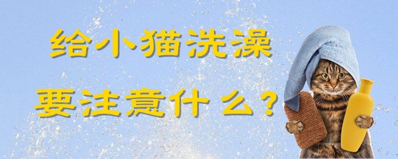 給小貓洗澡要注意什么