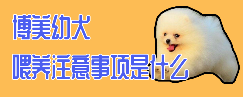 博美幼犬喂養(yǎng)注意事項是什么